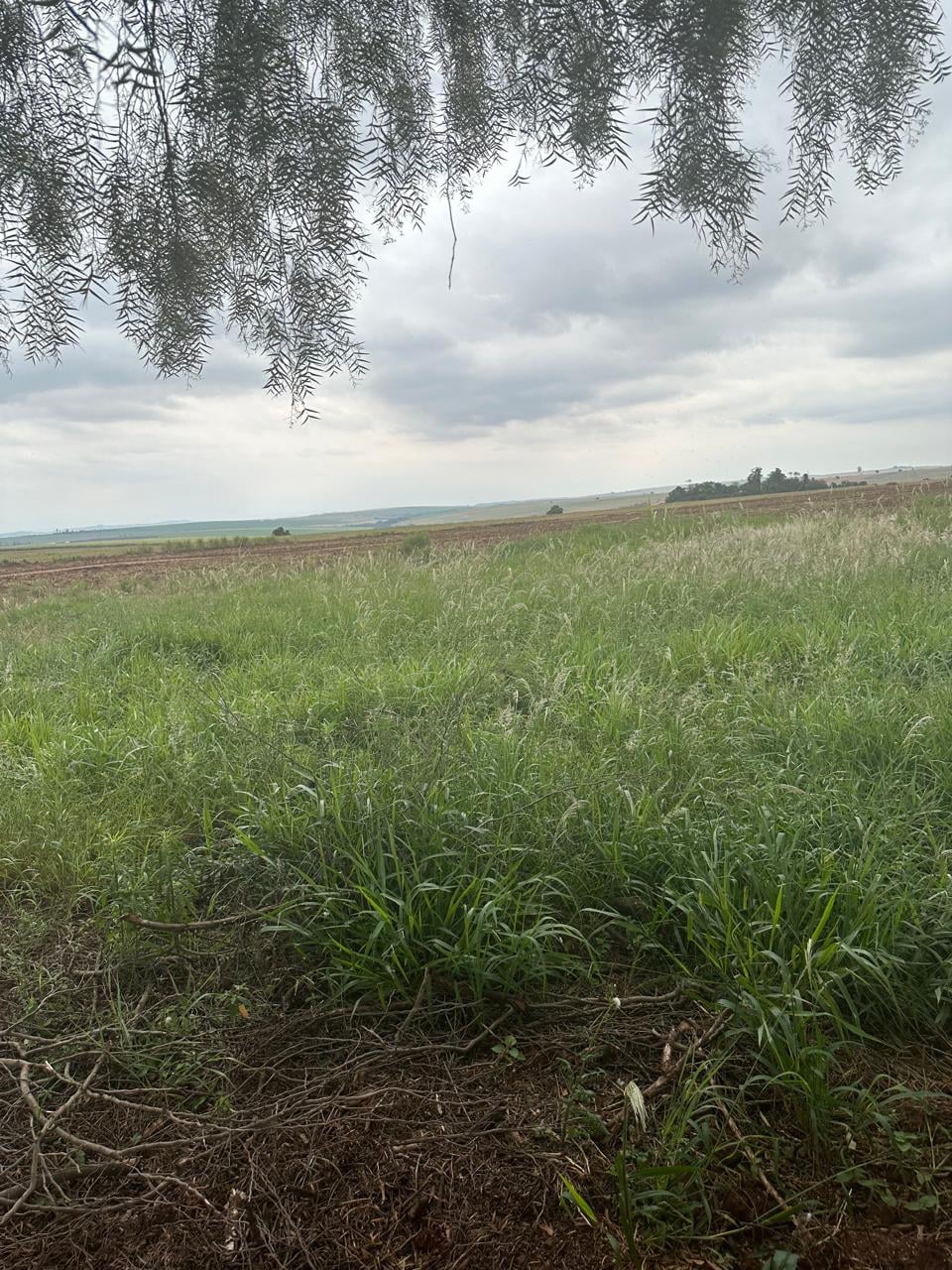 Terreno, 250 m² - Foto 4
