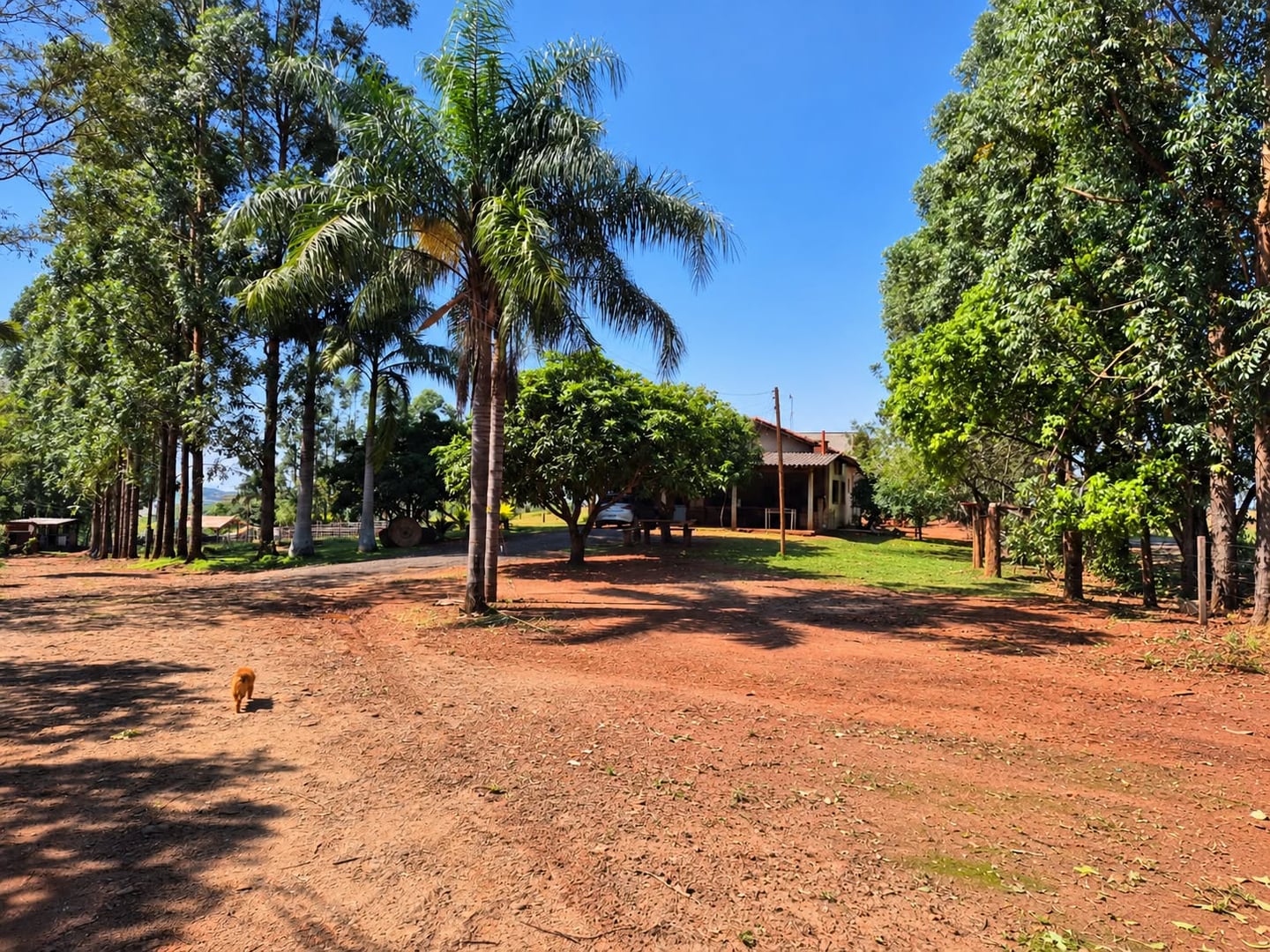 Sítio, 3 quartos, 8000 m² - Foto 8